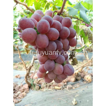 yunnan raisins rouges frais